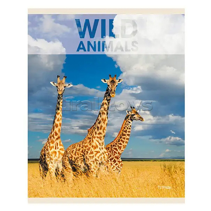Тетрадь 96л. А5, клетка "Wild animals" скрепка Тетрадь 96л. А5, клетка "Wild animals" скрепка