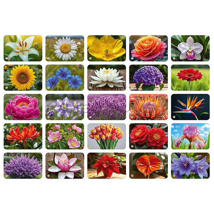 Мемо "Мир цветов" 50 карточек