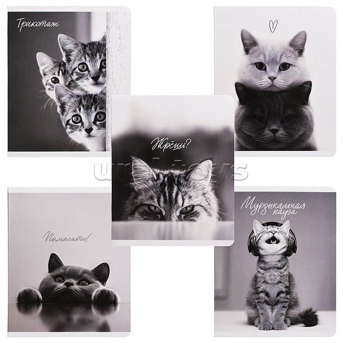 Тетрадь 48 л, клетка "Монохромные коты" А5+, мягкий переплёт (2 скобы)