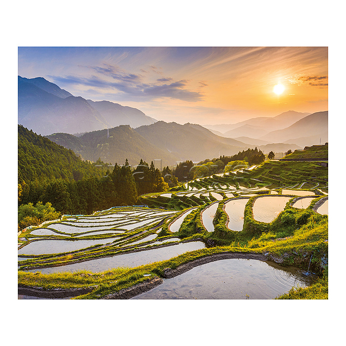 Картина на холсте с подрамником 50х40 "Рассвет на рисовых полях"