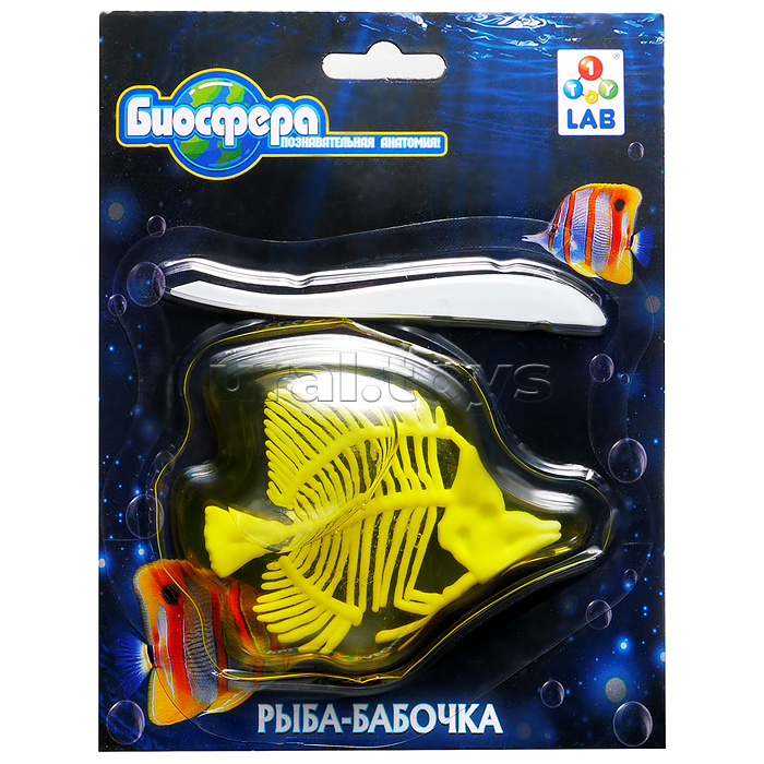 Познавательная анатомия, мини набор "Рыба-бабочка" 14х18см
