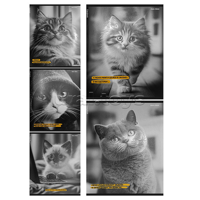 Тетрадь 48л. клетка "Забавные коты" твин-лак, цвет.мелов.обл., 5 диз в спайке