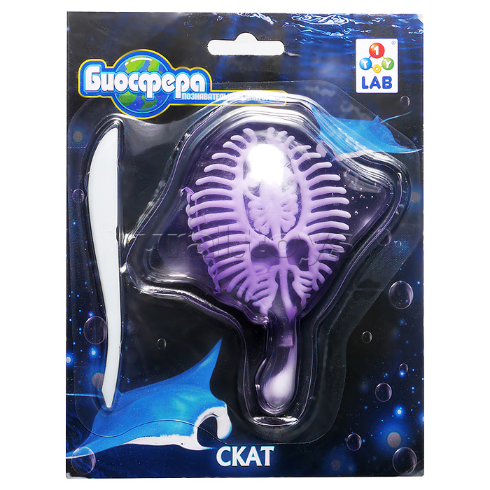 Познавательная анатомия, мини набор "Скат" 14х18см