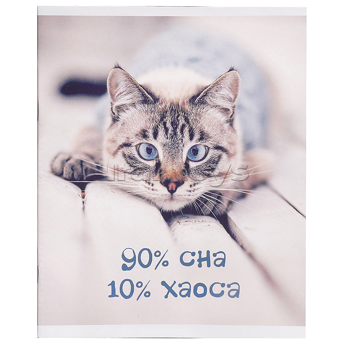 Тетрадь 40л. линия "Кото-терапия" А5 скрепка