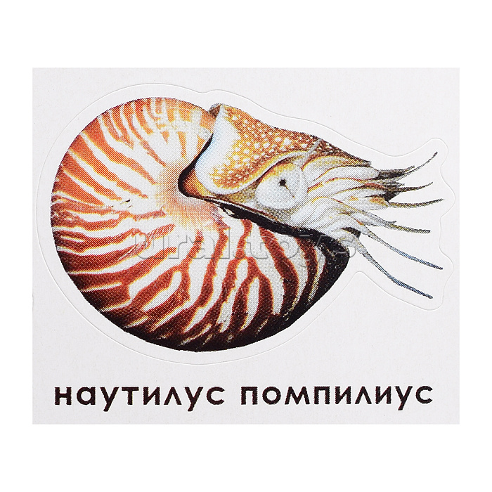 Атлас Мира с наклейками. Обитатели рек, морей и океанов. 21х29,7 см. 16 стр.