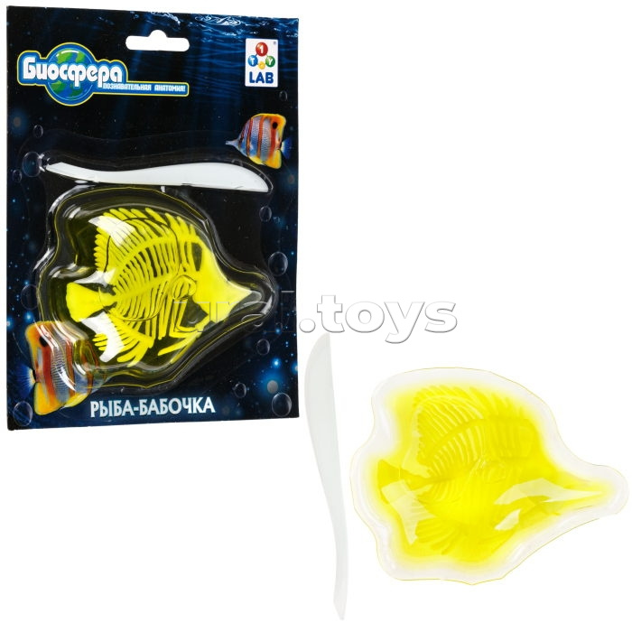 Познавательная анатомия, мини набор "Рыба-бабочка" 14х18см