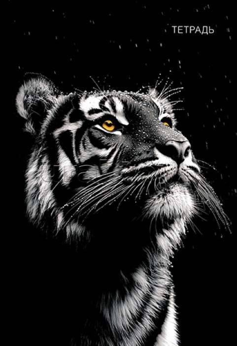 Тетрадь 96л. на гребне А4, обл. мел. картон "Тигр на черном"