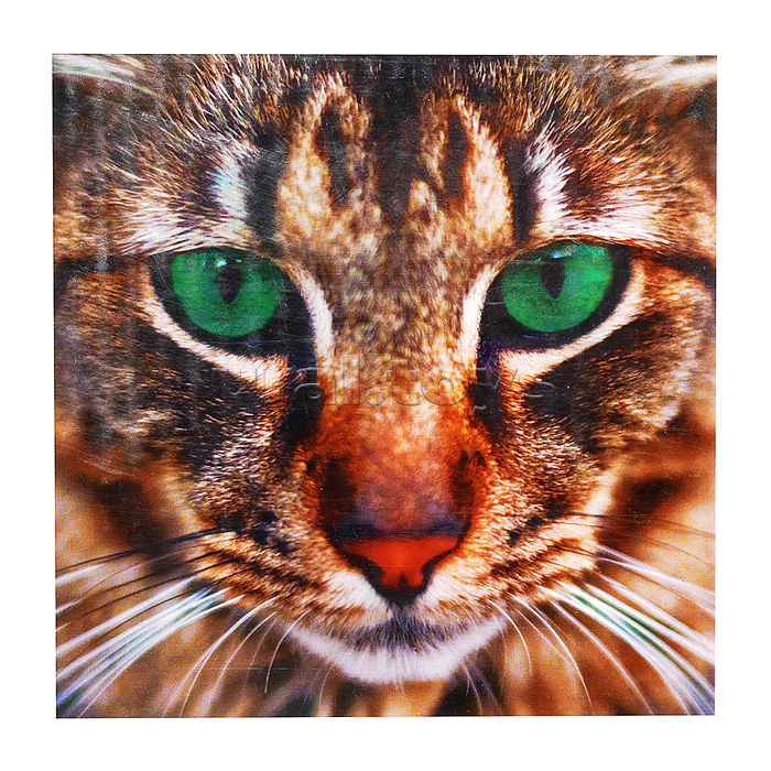 Алмазная мозаика 30х30 "Бенгальская кошка" (15 цветов)