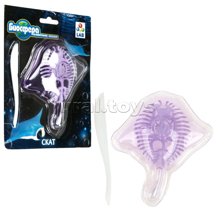 Познавательная анатомия, мини набор "Скат" 14х18см