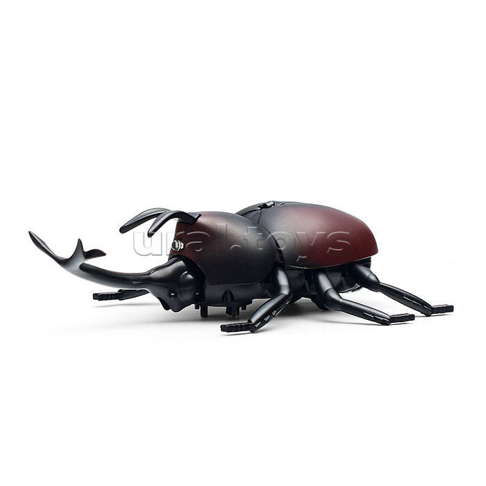 Жук в коробке