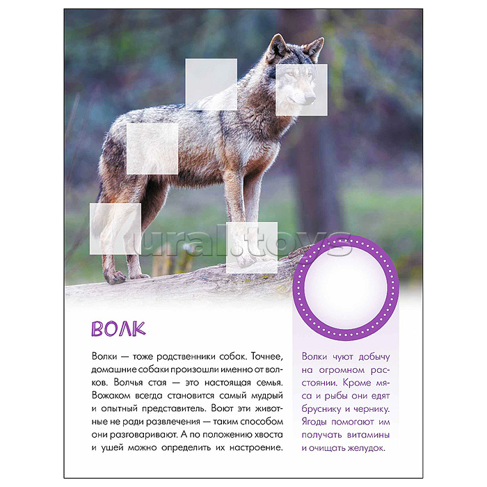 Мир животных с наклейками. Кто живёт в лесу?