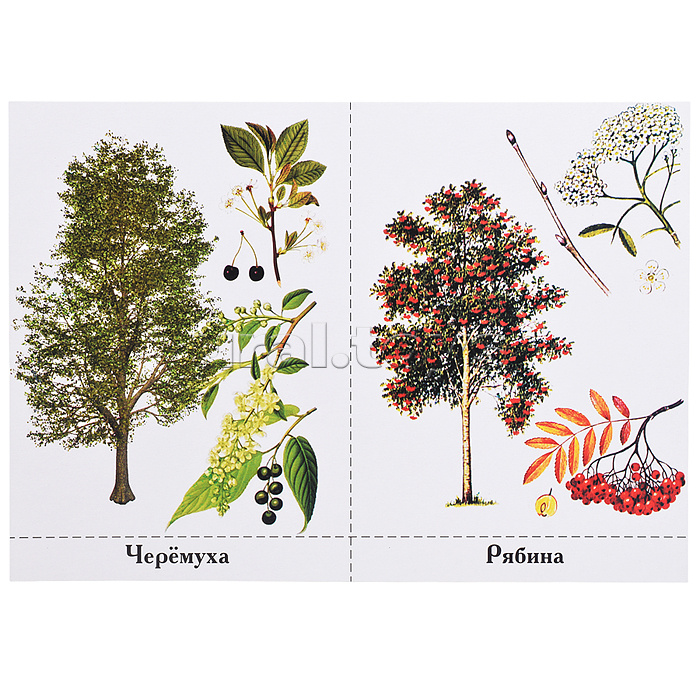 Обучающая игра "Деревья нашего леса" новые (короб)