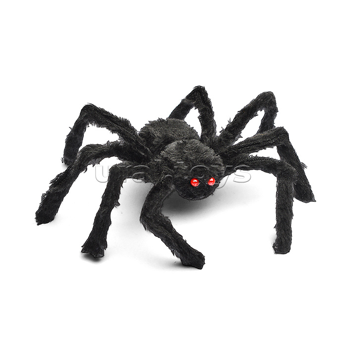 Паук "Grammostola" Паук "Grammostola"