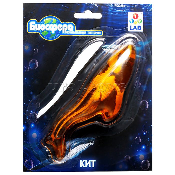 Познавательная анатомия, мини набор "Кит" 14х18см