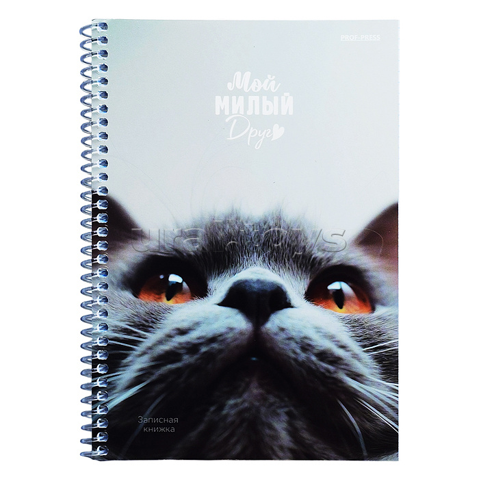 Записная книжка А5 80л. "Мой милый друг" на спирали, обл. мелов. картон