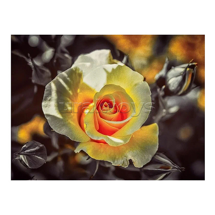 Алмазная мозаика 15х20 "Чайная роза" (13 цветов)