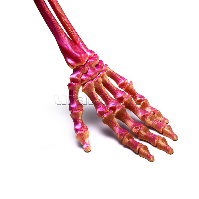 Игрушка-антистресс "Скелет руки"