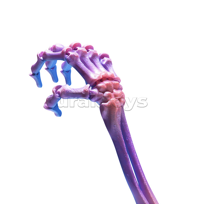 Игрушка-антистресс "Скелет руки"