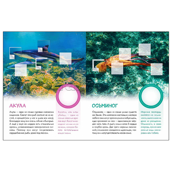 Мир животных с наклейками. Кто живёт под водой?