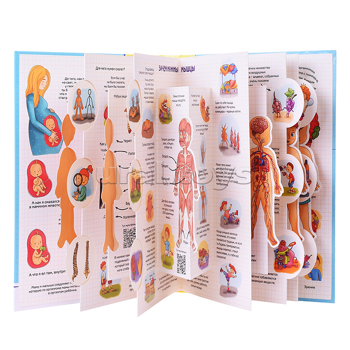 Энциклопедия 3Д "Секреты человека"