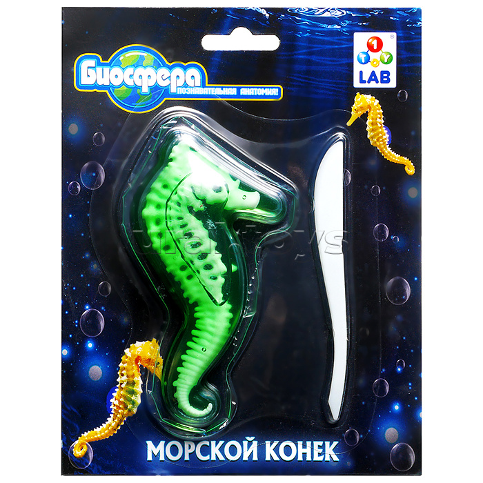 Познавательная анатомия, мини набор "Морской конек" 14х18см