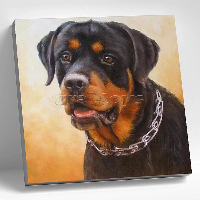 Картина по номерам 20х20 "Ротвейлер" (16 цветов)