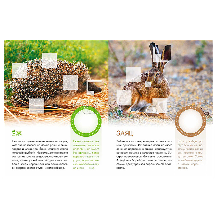 Мир животных с наклейками. Кто живёт в лесу?