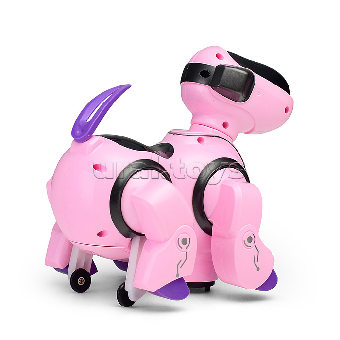 Собака "Зажигательный танец" в коробке