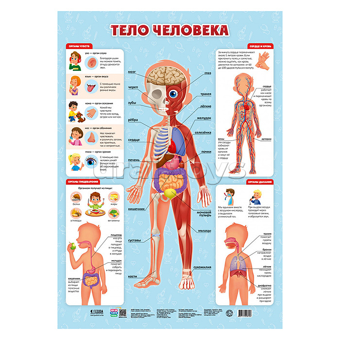 Плакат дидактический. Тело человека. 45х64 см.