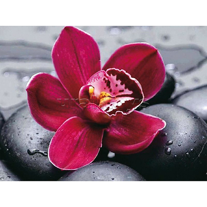 Алмазная мозаика 15х20 "Цветок на камнях" (11 цветов)