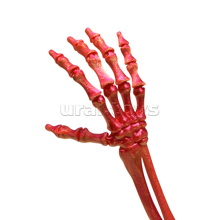 Игрушка-антистресс "Рука"