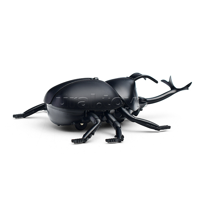 Жук в коробке