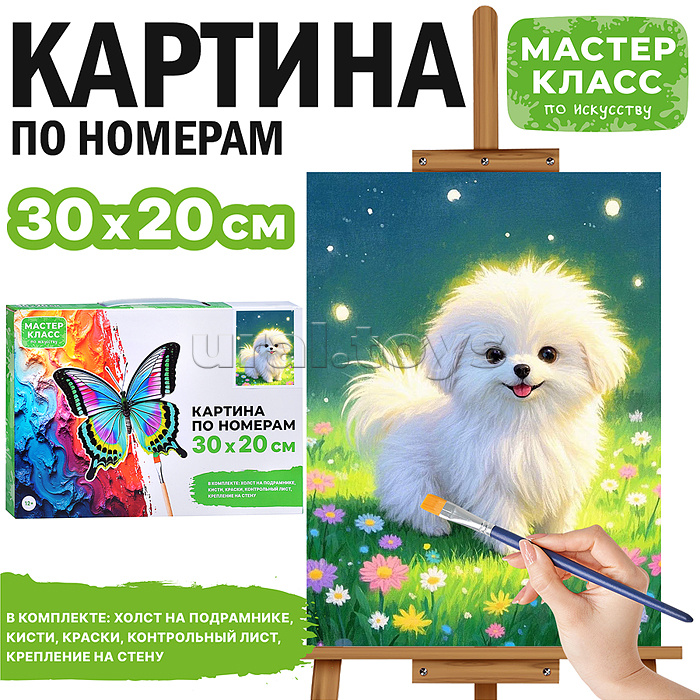 Картина по номерам "Щенок мальтезе" 30*20 см.