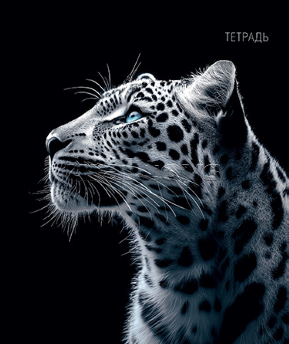 Тетрадь 48л. клетка "Дикая кошка" обл. выбор. Уф-Лак