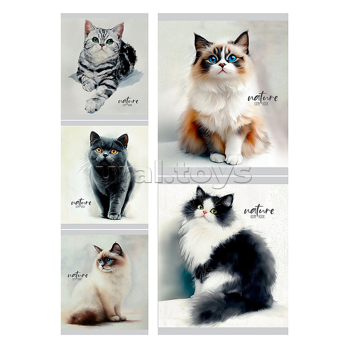 Тетрадь 48л. линия "Красивые коты - 1" цвет. мелов. обл.