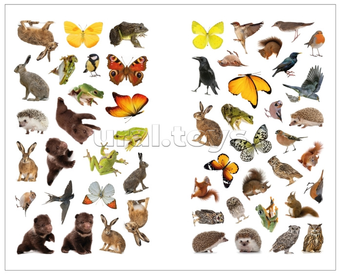 Фотонаклейки. В лесу