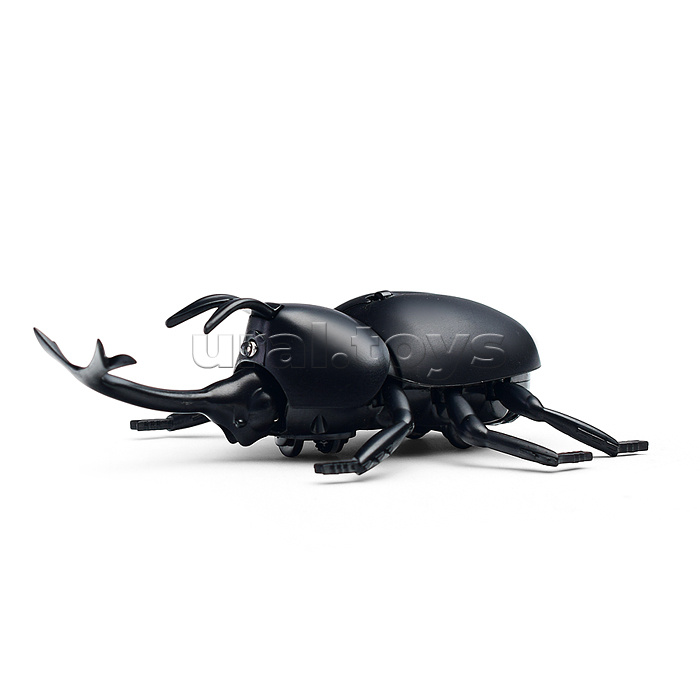 Жук в коробке