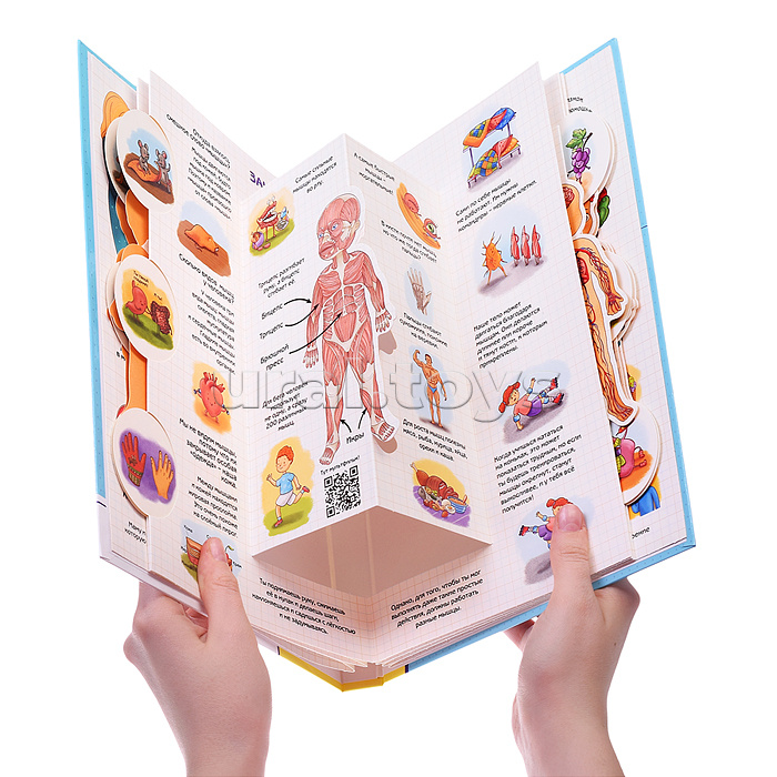 Энциклопедия 3Д "Секреты человека"